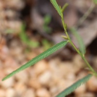 Chamaecrista mimosoides (L.) Greene